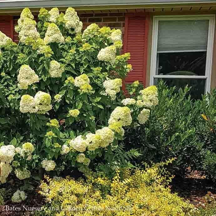 #7 Hydrangea pan Limelight/ White Panicle