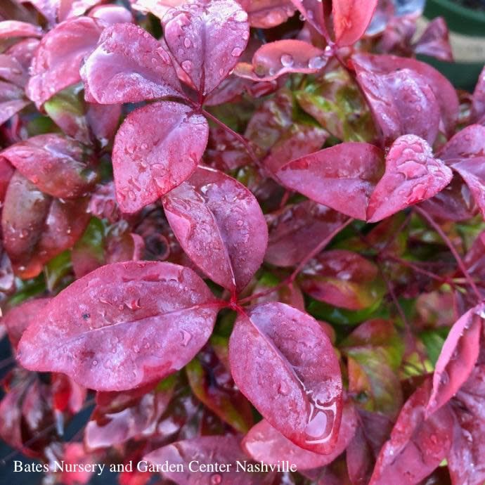 #3 Nandina dom Firepower/ Dwarf Heavenly Bamboo