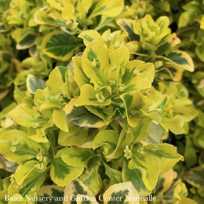 #1 Euonymus japonicus Aureo-marginatus 'Golden'/ Variegated