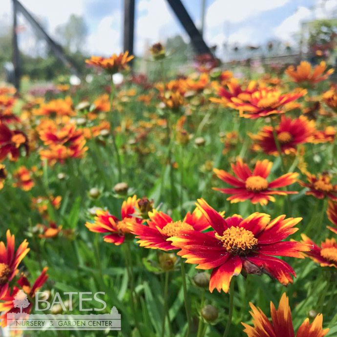 #1 Coreopsis x PW Li'l Bang 'Daybreak'/ Compact Orange and Red Tickseed