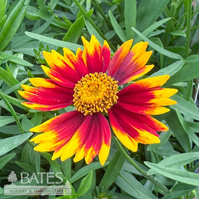 #1 Coreopsis x PW Li'l Bang 'Daybreak'/ Compact Orange and Red Tickseed