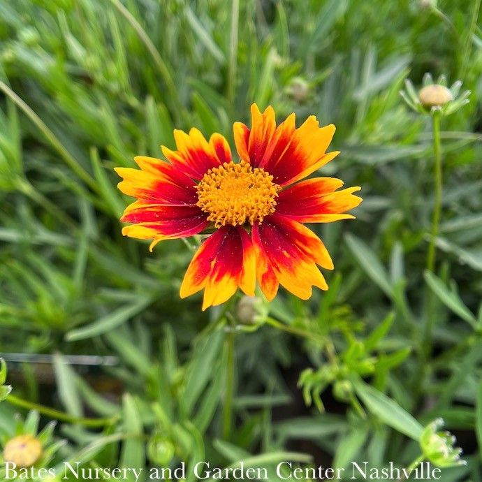 #1 Coreopsis x PW Li'l Bang 'Daybreak'/ Compact Orange and Red Tickseed