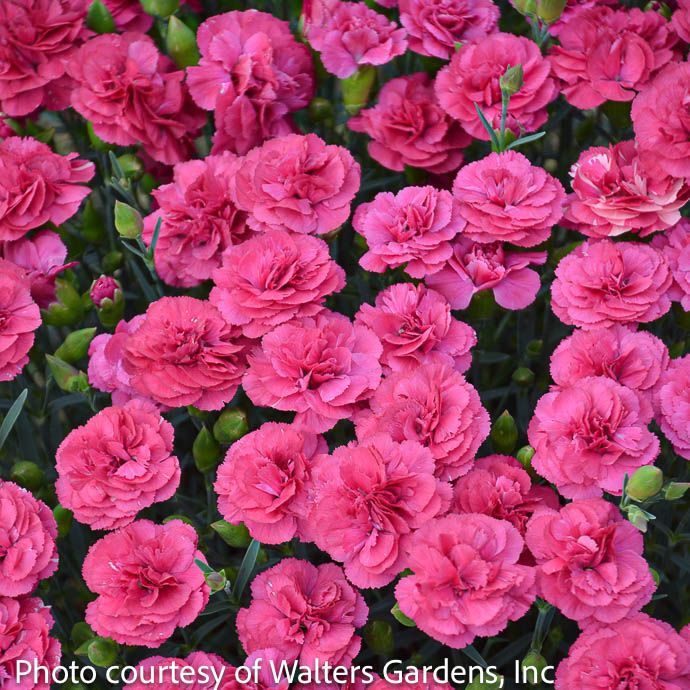#1 Dianthus Double Bubble/ Cheddar Pinks
