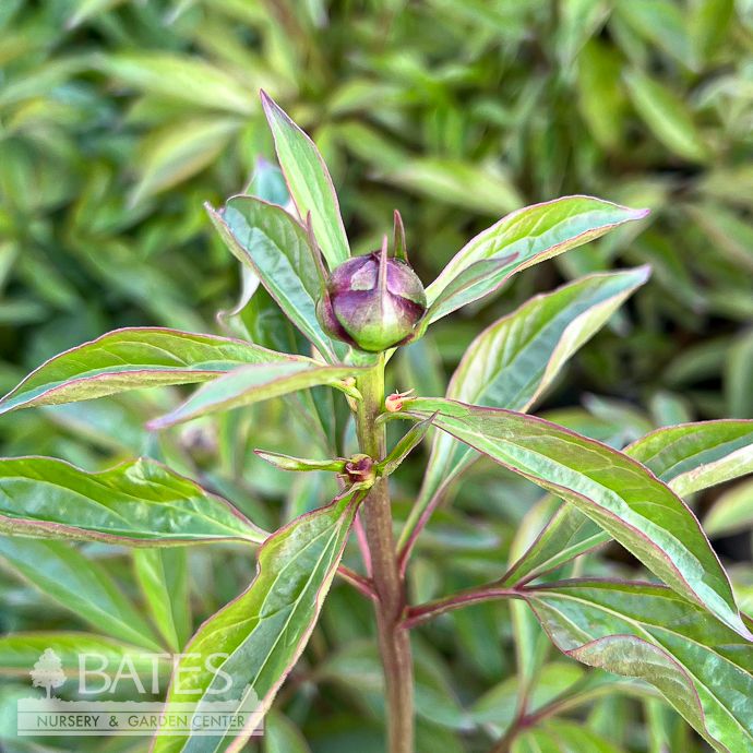 #5 Paeonia lactiflora Amabilis/ Double Fuschia Pink Peony