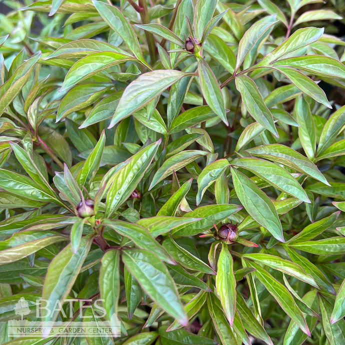 #5 Paeonia lactiflora Amabilis/ Double Fuschia Pink Peony