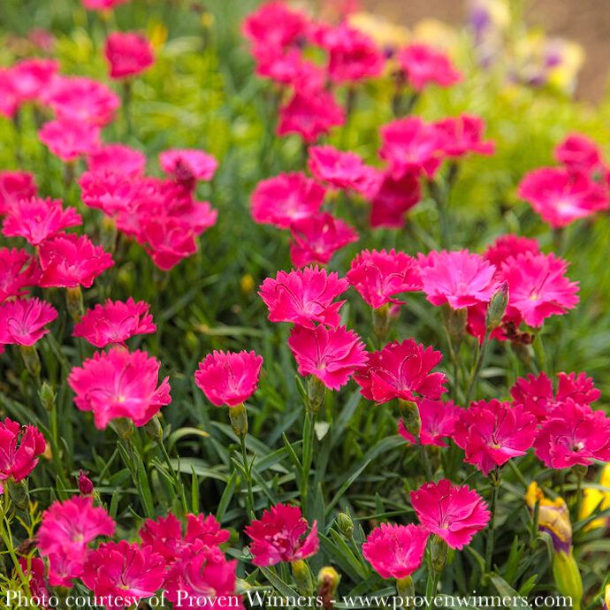 #1 Dianthus x PW Paint the Town Magenta/ Pink