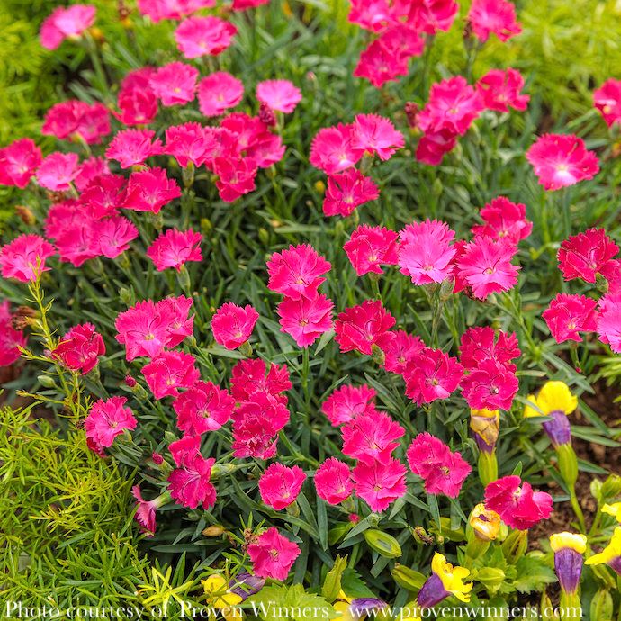#1 Dianthus x PW Paint the Town Magenta/ Pink