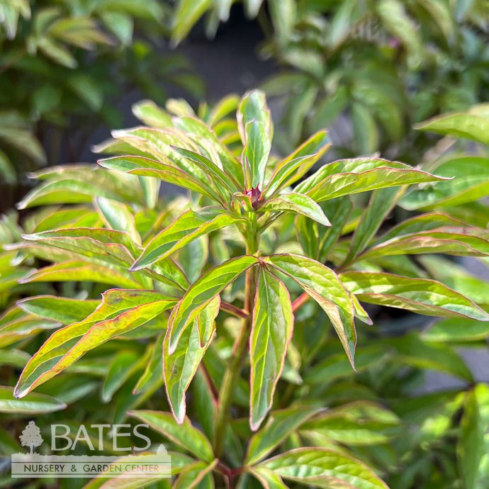 #5 Paeonia lactiflora Bouquet Perfect/ Double Pink Peony