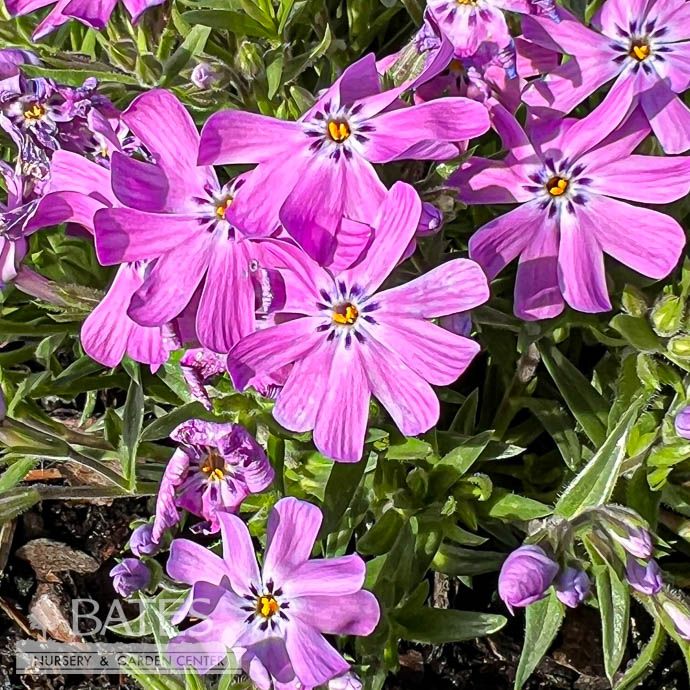 #1 Phlox x Bedazzled Pink/ Creeping