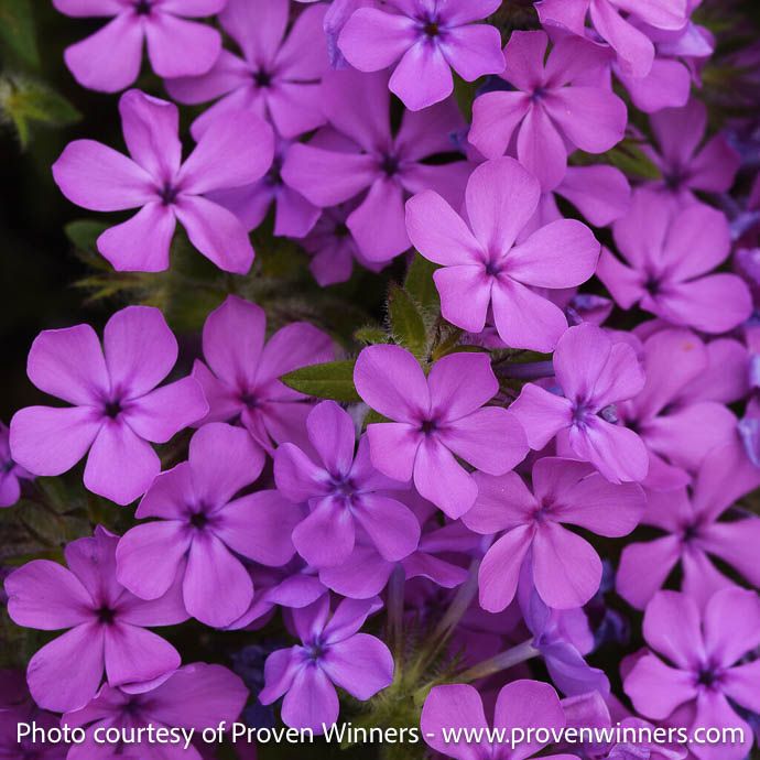 #1 Phlox x Candy Cloud 'Pink' / Creeping