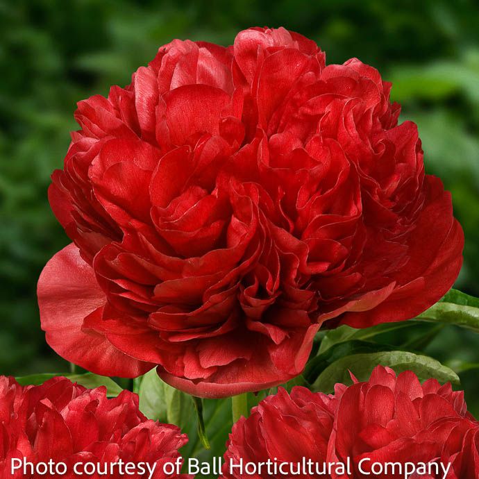 #5 Paeonia lactiflora Eliza Lundy/ Compact Double Red Peony