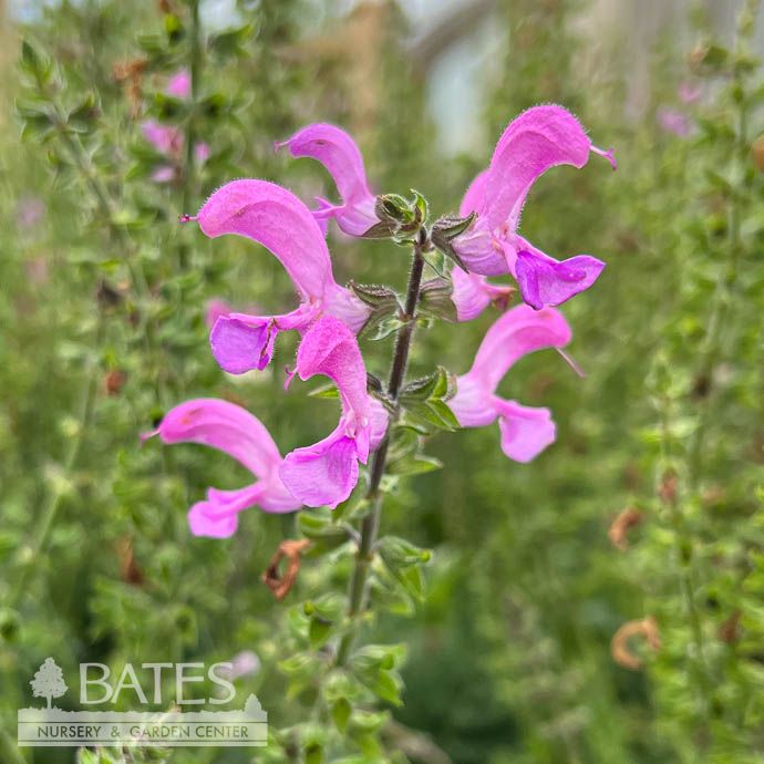 #1 Salvia pratensis Fashionista 'Moulin Rogue'/ Garden Sage