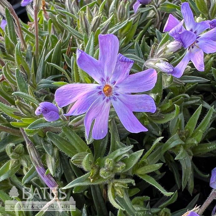 #1 Phlox x Bedazzled Lavender/ Purple Creeping