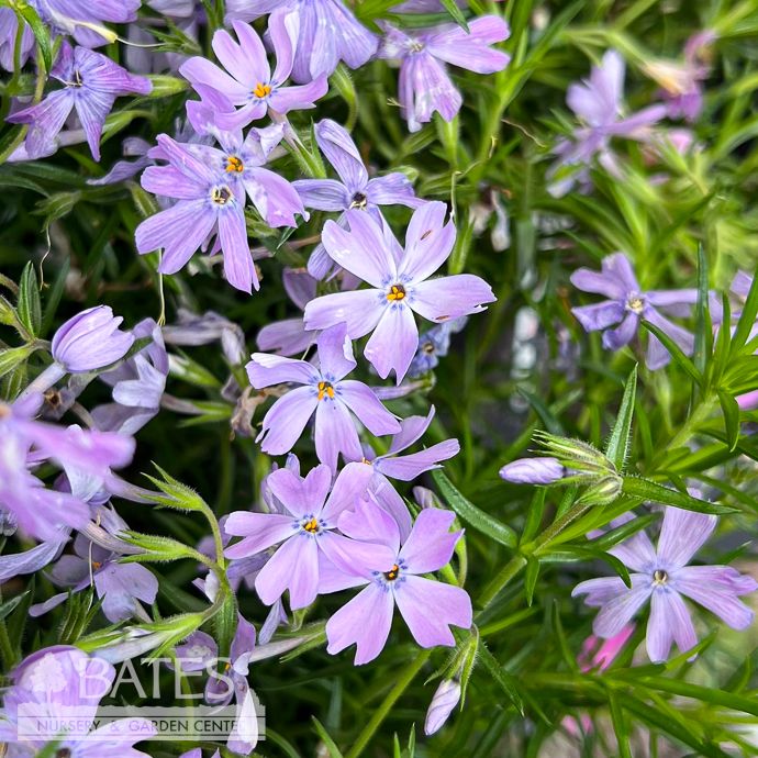 #1 Phlox sub Emerald Blue/ Creeping Native (TN)