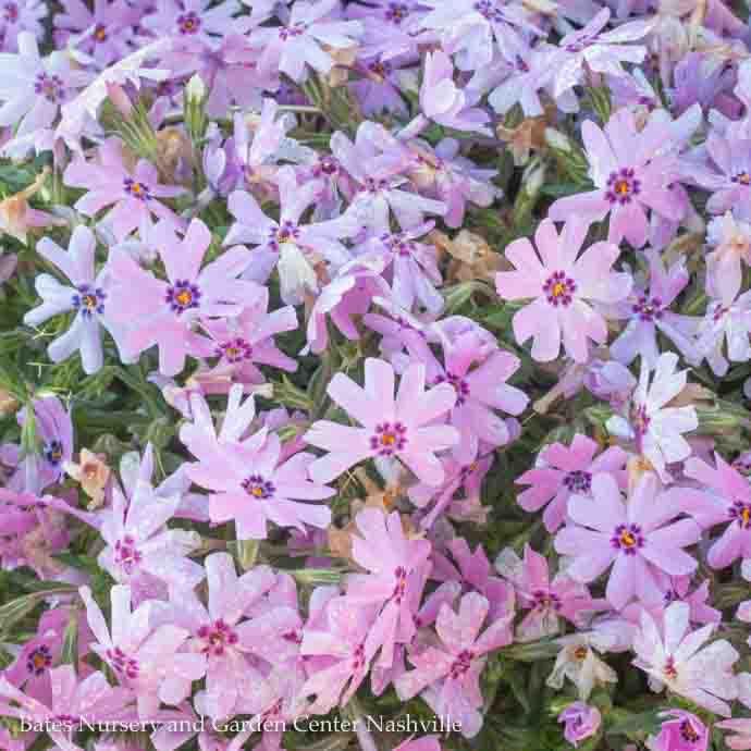 #1 Phlox sub Fort Hill/ Rose-pink Creeping Native (TN)