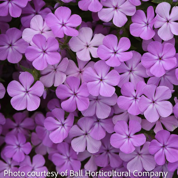 #1 Phlox x Candy Cloud 'Lavender'/ Creeping