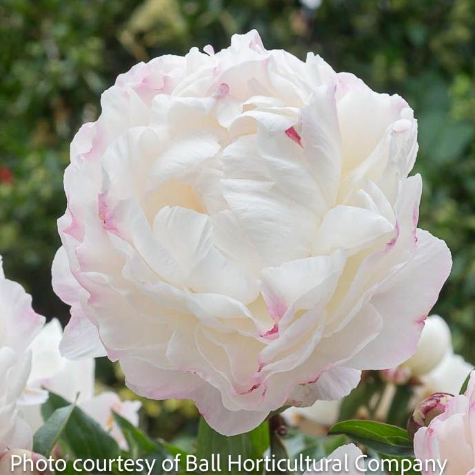 #5 Paeonia lactiflora Gardenia/ Double White Peony
