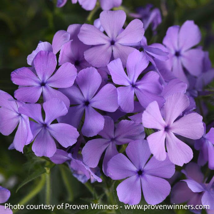 #1 Phlox x Candy Cloud 'Blue' / Creeping