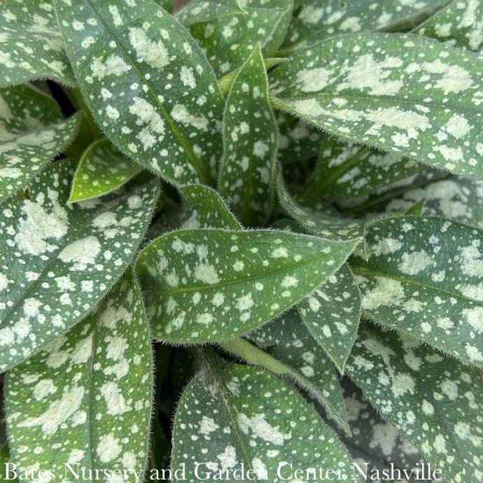 #1 Pulmonaria Twinkle Toes/ Lungwort