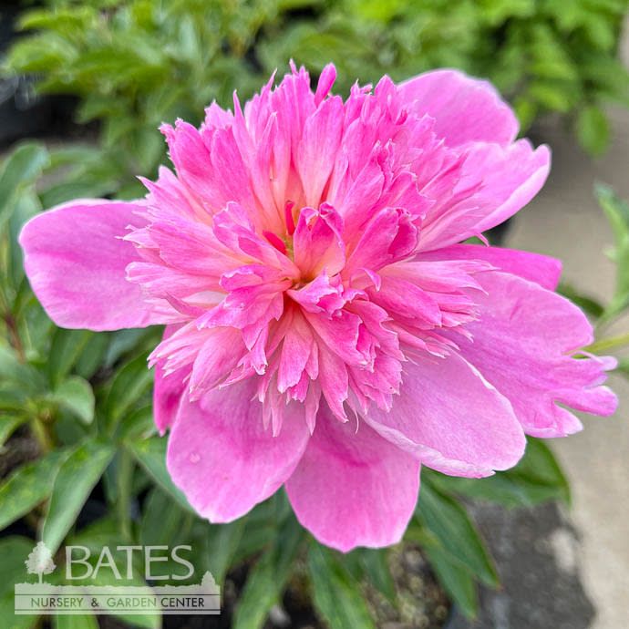 #5 Paeonia lactiflora Dr. Alexander Fleming/ Double Pink Peony