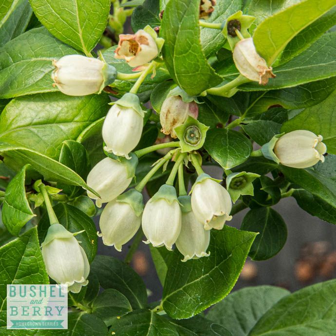 Edible #2 Vaccinium x Bushel and Berry 'Jelly Bean'/ Dwarf Highbush Blueberry