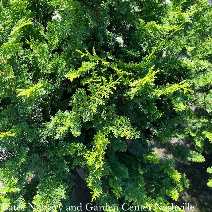 #10 Chamaecyparis obt Jade Waves/ Fernspray Falsecypress