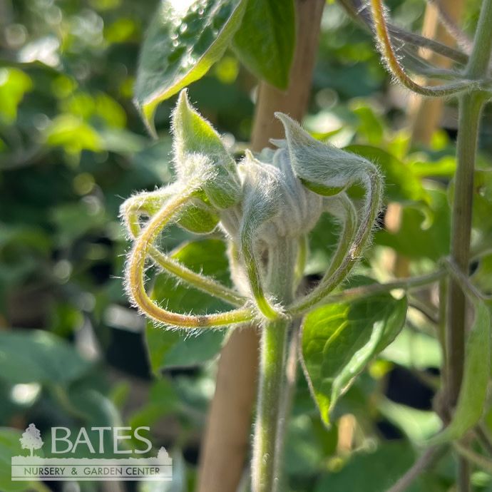 #1 Clematis Frillseeker/ Purple