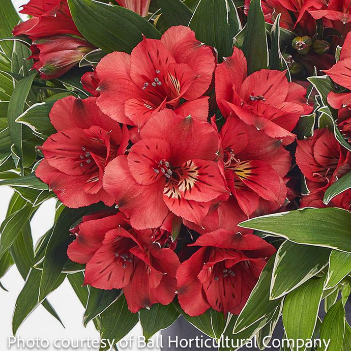 Tropical #2 Alstroemeria Colorita 'Katiana'/ Variegated Red Peruvian Lily - No Warranty
