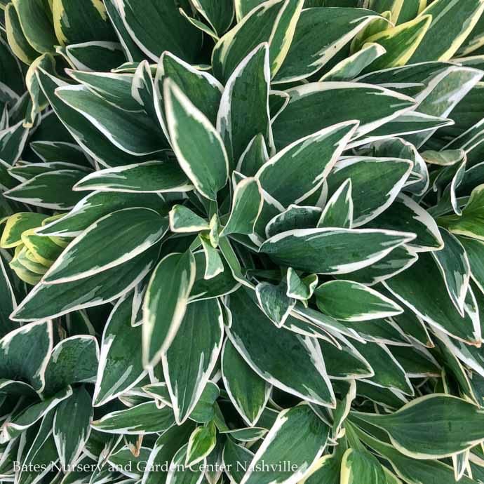 Tropical #2 Alstroemeria Colorita 'Katiana'/ Variegated Red Peruvian Lily - No Warranty