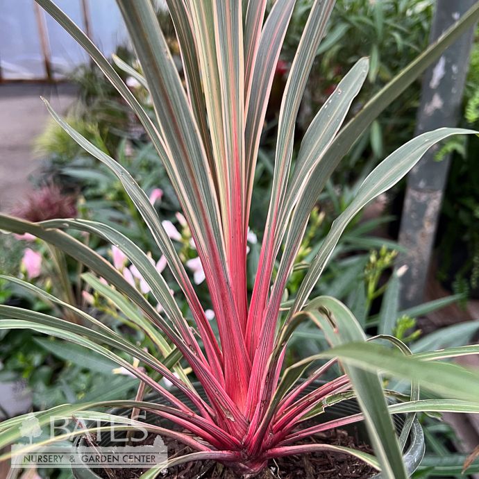 Tropical #1 Cordyline Magic Star