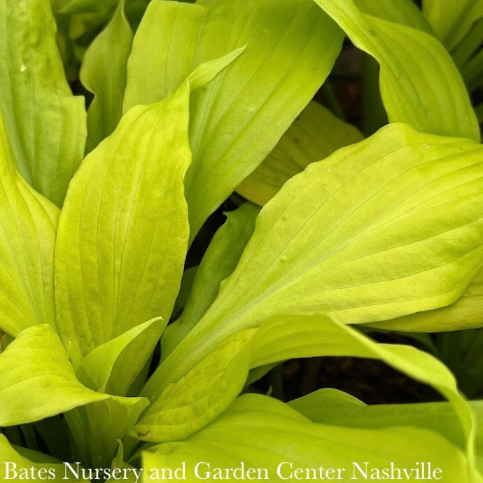 #1 Hosta Dancing Queen/ Yellow