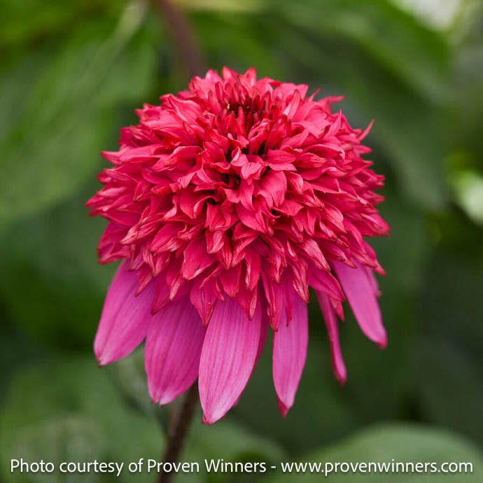 #1 Echinacea x PW Double Scoop 'Watermelon Deluxe'/ Pink Coneflower