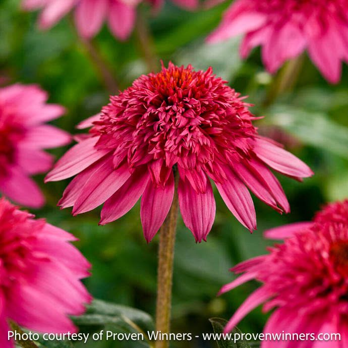 #1 Echinacea x PW Double Scoop 'Watermelon Deluxe'/ Pink Coneflower