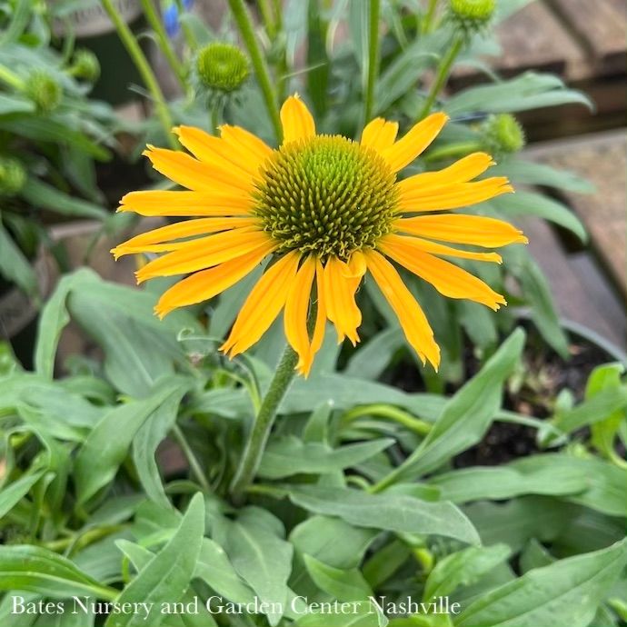 #1 Echinacea x Kismet 'Yellow'/ Coneflower