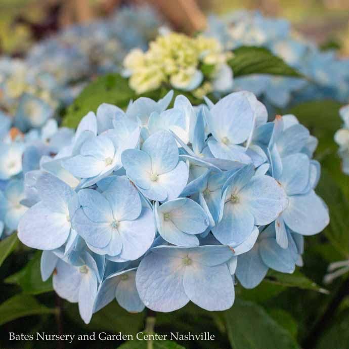 #1 Hydrangea mac Blue Enchantress/ Bigleaf/ Mophead Rebloom Blue to Pink