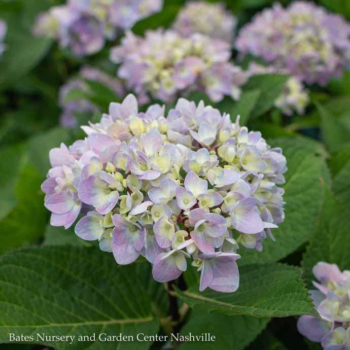 #1 Hydrangea mac Blue Enchantress/ Bigleaf/ Mophead Rebloom Blue to Pink