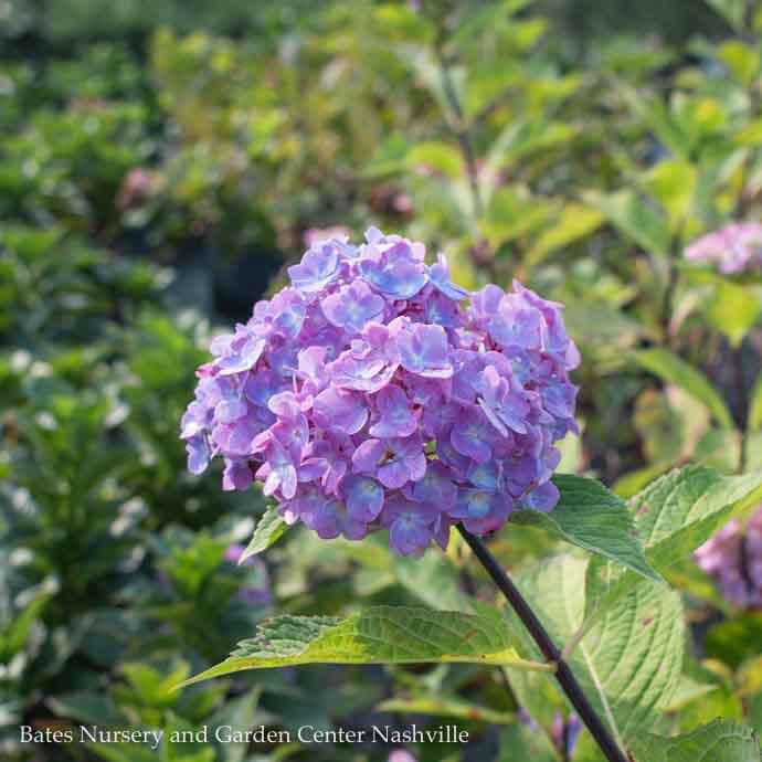 #1 Hydrangea mac Blue Enchantress/ Bigleaf/ Mophead Rebloom Blue to Pink
