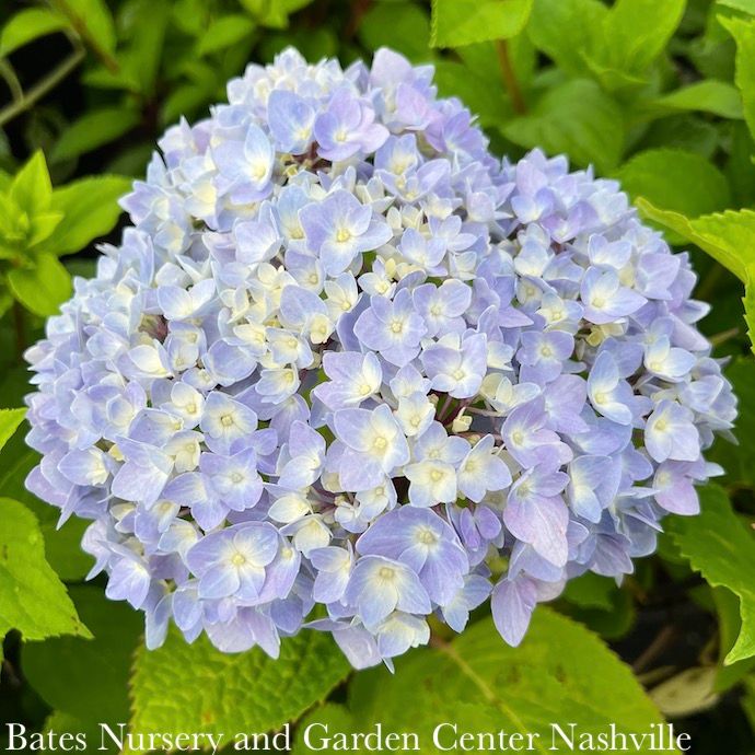 #1 Hydrangea mac Blue Enchantress/ Bigleaf/ Mophead Rebloom Blue to Pink