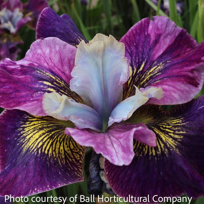 #1 Iris sibirican Peacock 'Charming Billy'/ Siberian