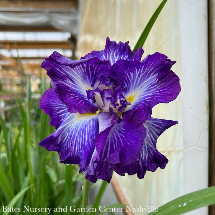 #1 Iris ensata Cascade Spice/ Japanese Water