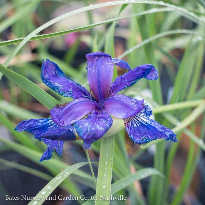 #1 Iris sibirica Ruffled Velvet/ Siberian