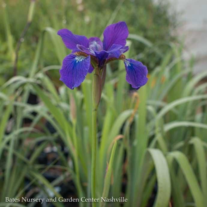 #1 Iris sibirica Ruffled Velvet/ Siberian