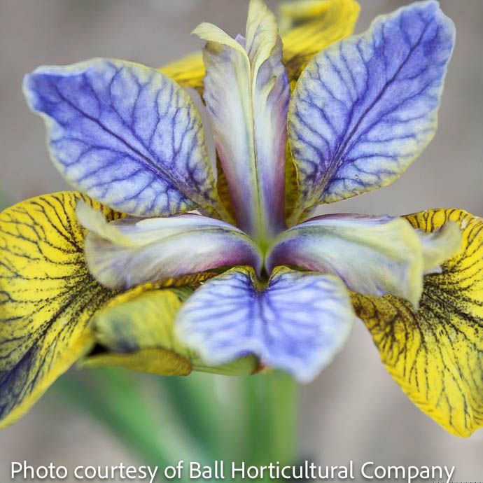#1 Iris sibirican Peacock 'Tipped in Blue'/ Siberian