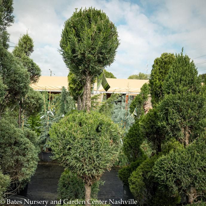 Topiary 2 Ball Poodle #5 Juniperus chin Spartan/ Upright Chinese Juniper