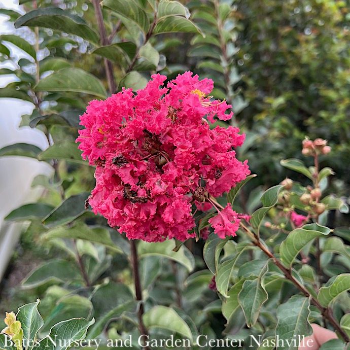 Topiary Patio Tree #5 Lagerstroemia x Tuscarora/ Dark Coral Pink Crape Myrtle