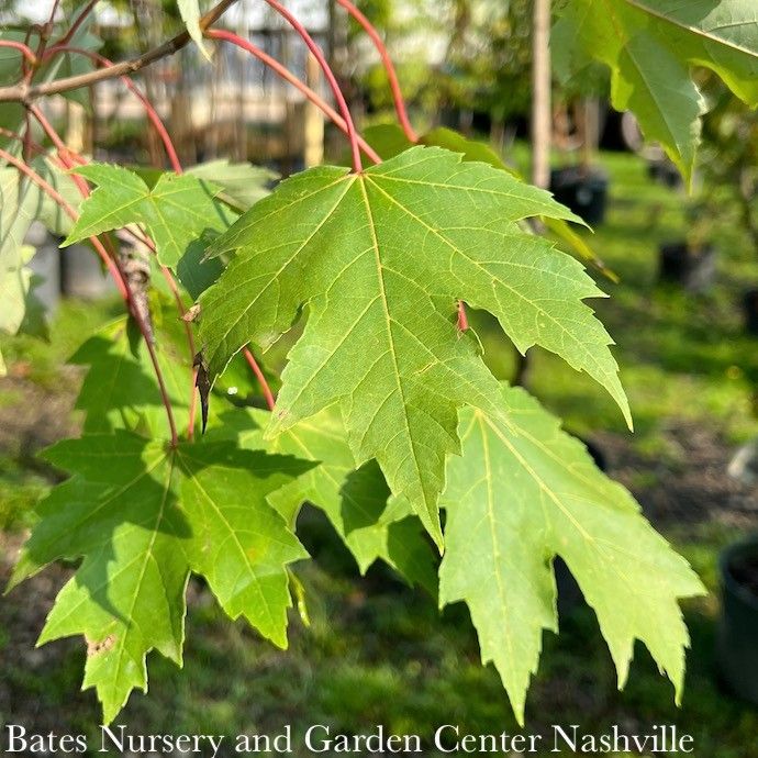 #30 Acer x free Armstrong/ Columnar Freeman Red Maple
