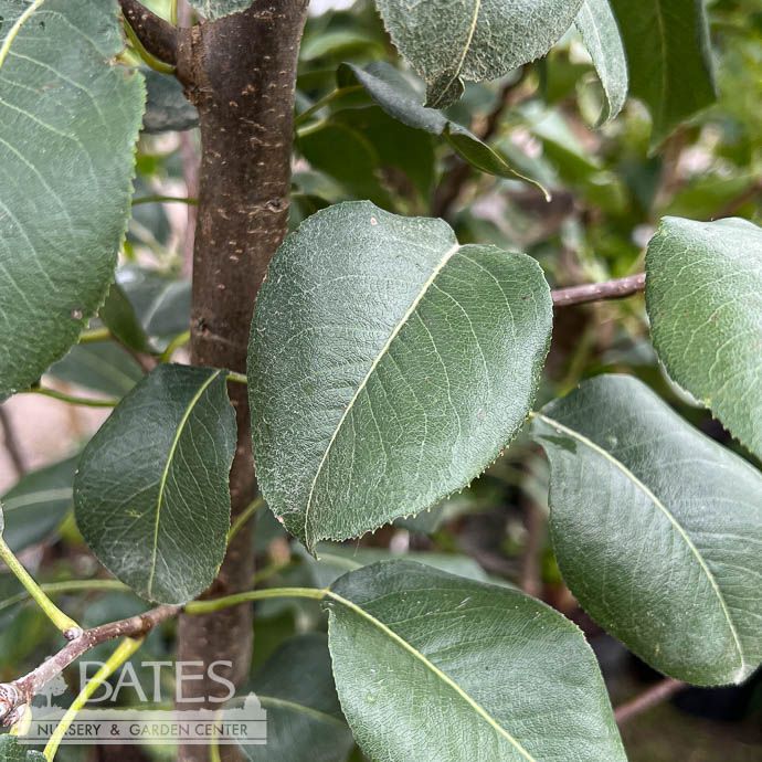 Edible #7 Pyrus com Orient/ Semi-dwarf Pear