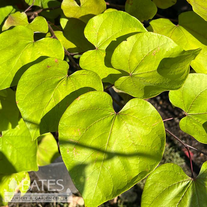 #15 Cercis can Flame Thrower/ Redbud Native (TN)