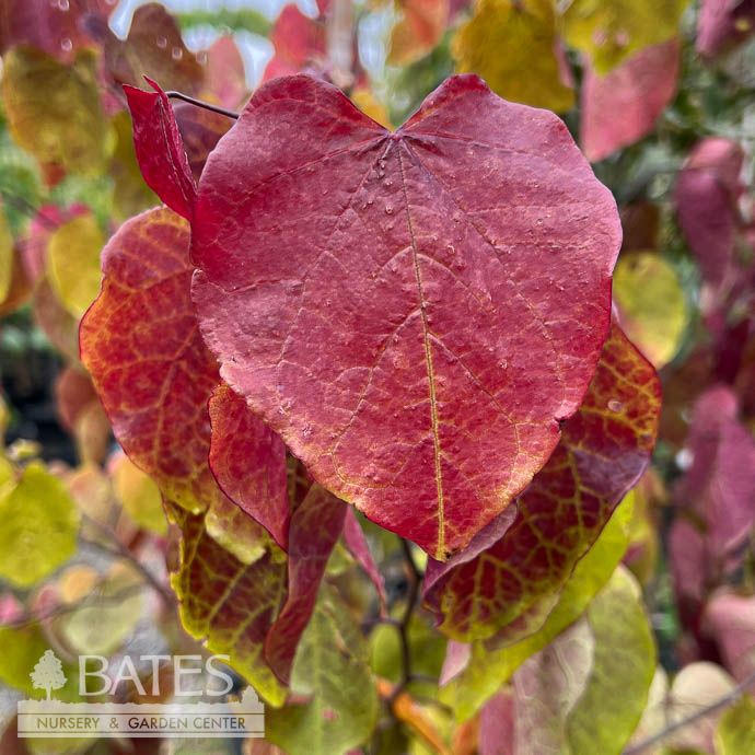 #15 Cercis can Flame Thrower/ Redbud Native (TN)