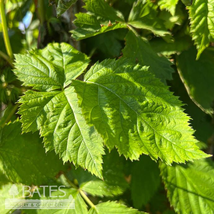 Edible #1 Rubus subg Columbia Star/ Thornless Blackberry